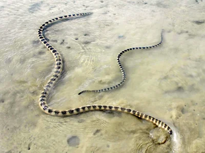 Ecology and conservation of sea snakes