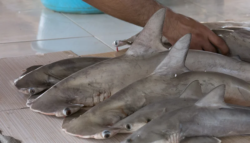 Fishing sharks and rays in Iran: occasional or routine?