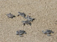 Safeguarding hawksbill turtles in Hengam Island