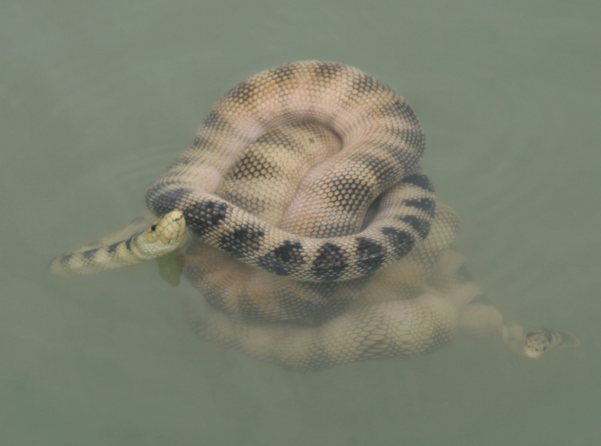 Ecotourism and marine reptiles