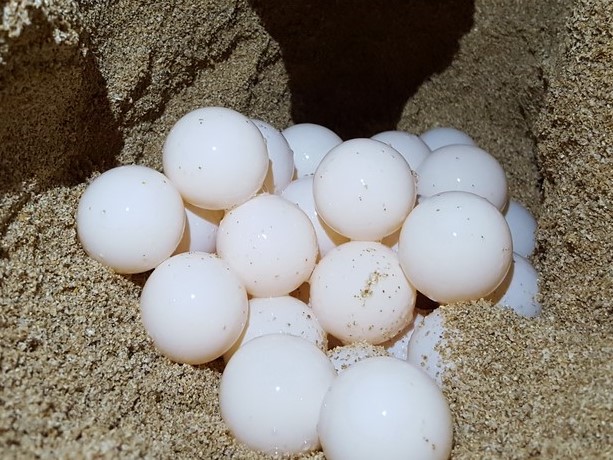 Protection of sea turtles in Bushehr Province