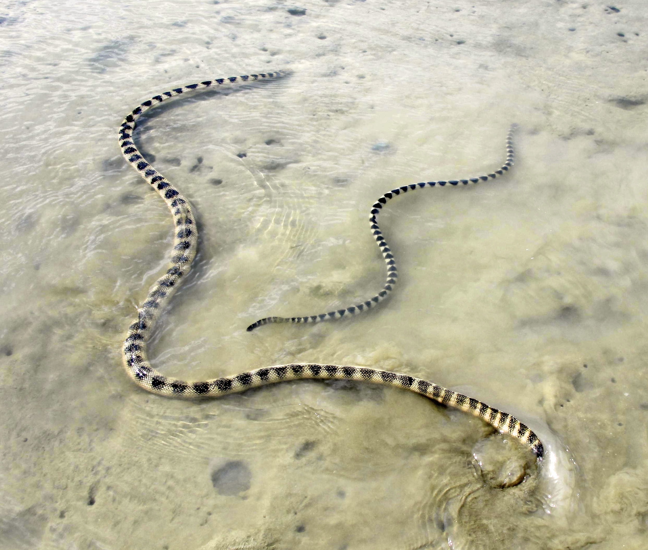 Ecology and conservation of sea snakes