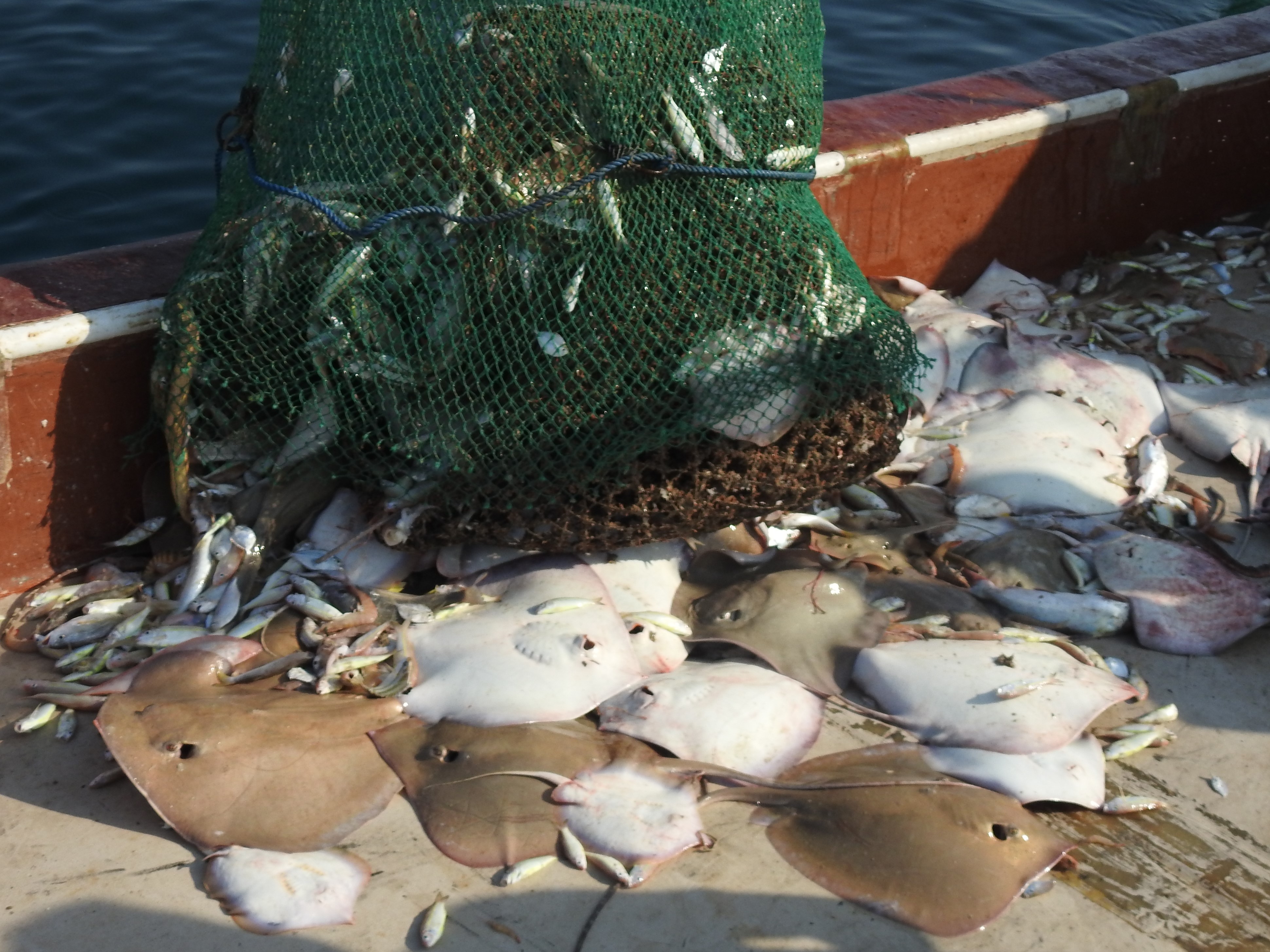 Shark and Ray Conservation in Iran