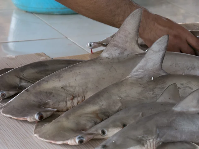 Fishing sharks and rays in Iran: occasional or routine?