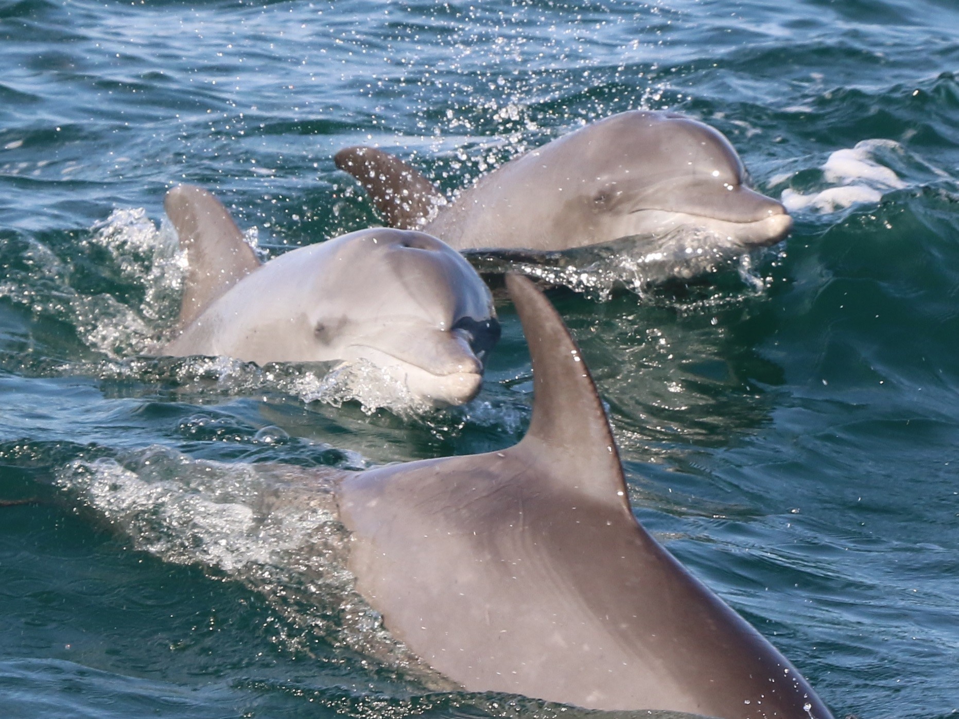 Estimating abundance of bottlenose dolphins