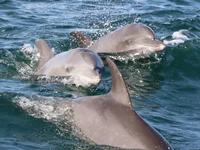 Estimating abundance of bottlenose dolphins